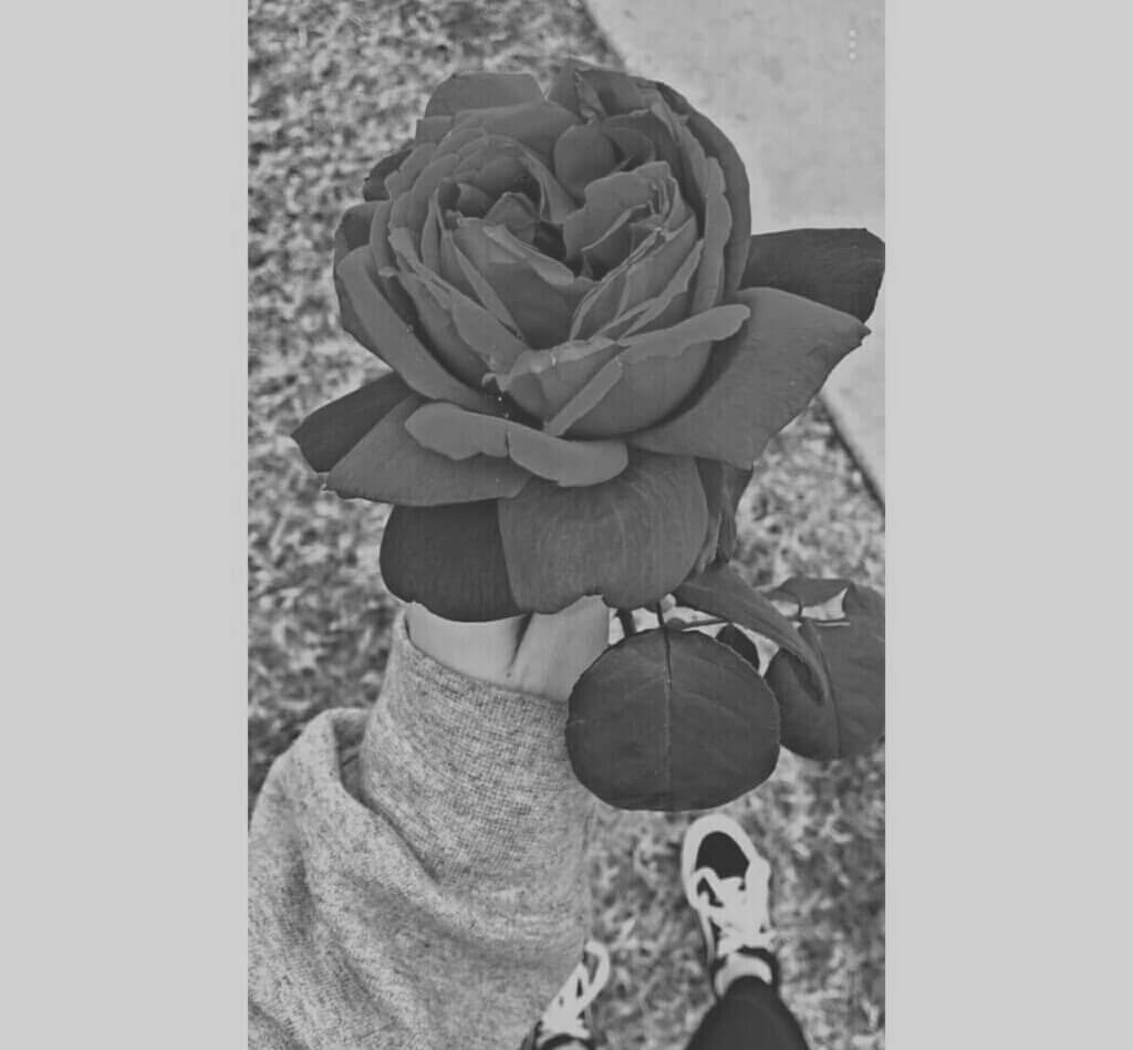 عکس پروفایل سیاه و سفید گل