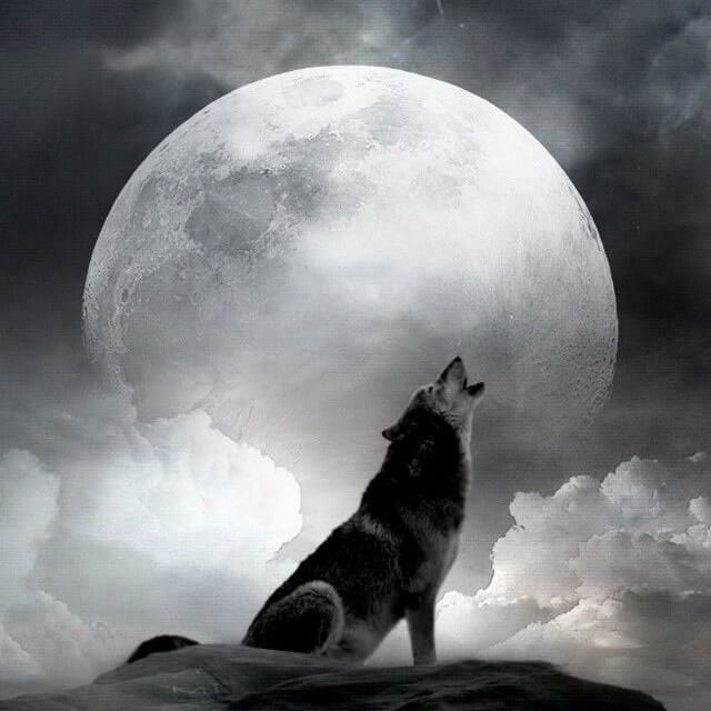 عکس پروفایل گرگ و ماه